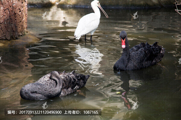黑天鵝戲水