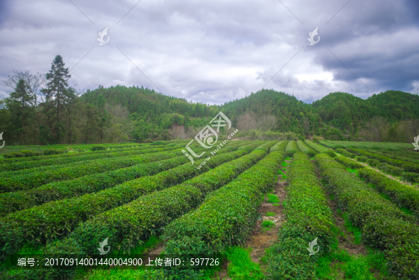 茶園