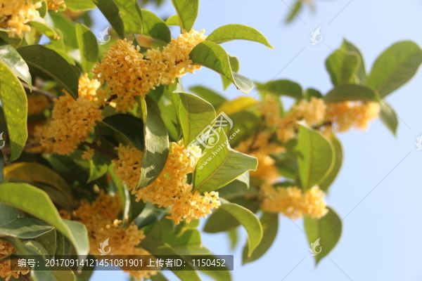 桂花