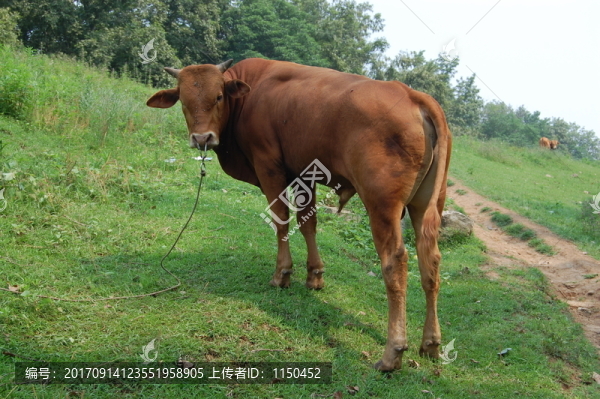 黃牛
