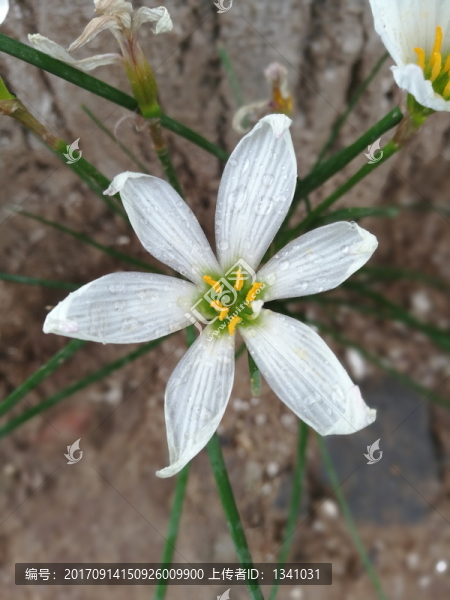 白花蔥蓮