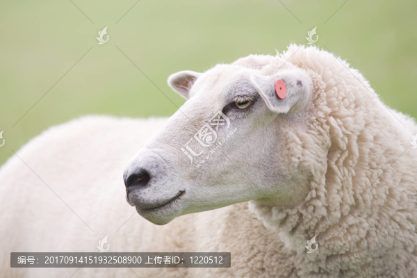 動物