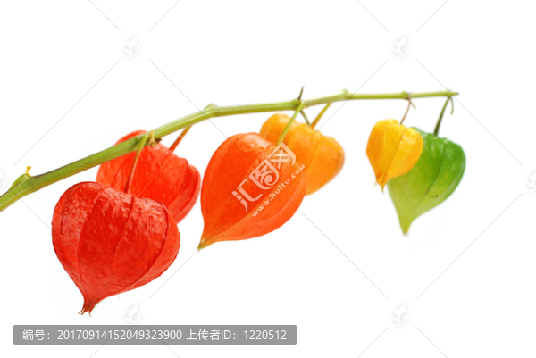 花卉