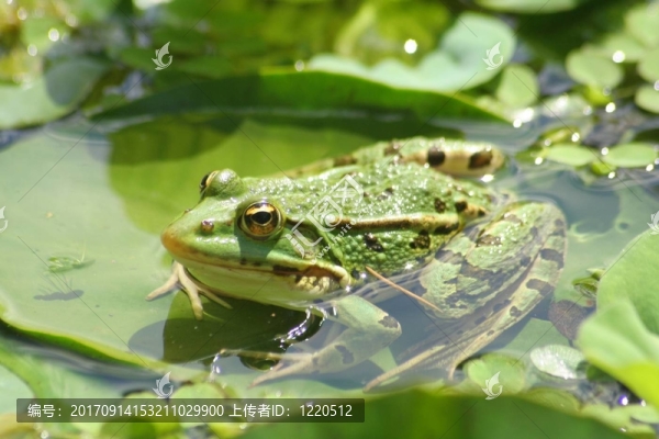 池塘里的青蛙