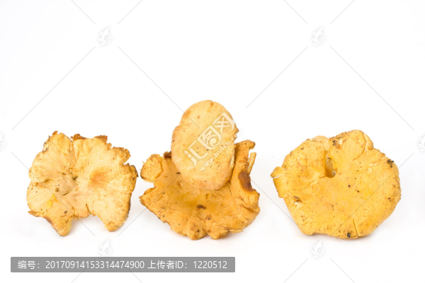 鮮雞油菌孤立在白色背景