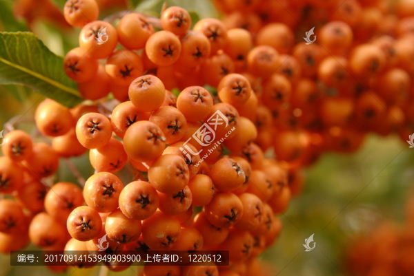 火棘