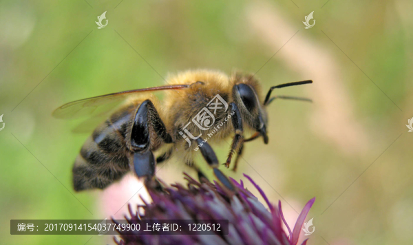 蜜蜂