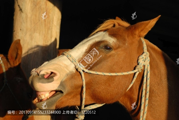 馬耳語