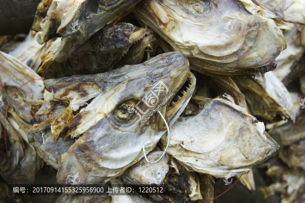 魚干的頭，干燥