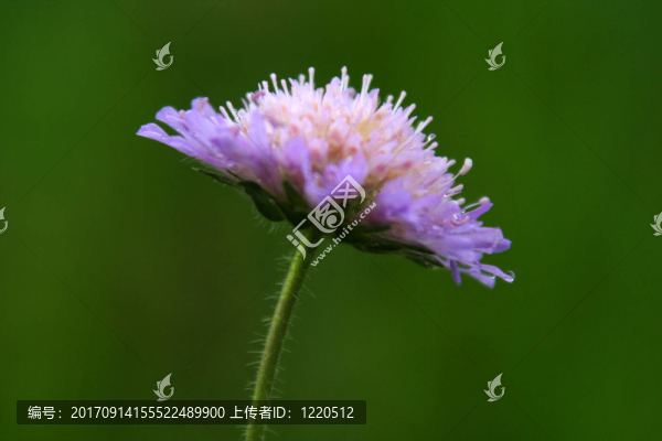 花卉