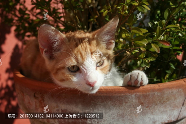 貓
