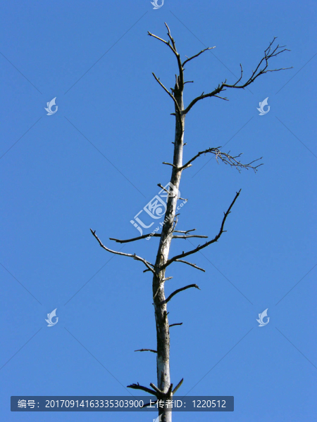 死去的
