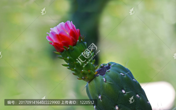 植物