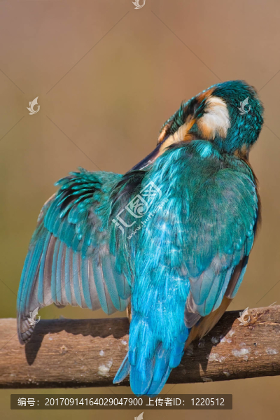 翠鳥，今年的2009只鳥