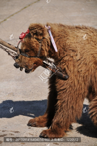 保護動物