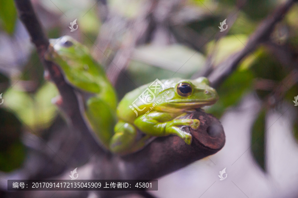 大泛樹蛙