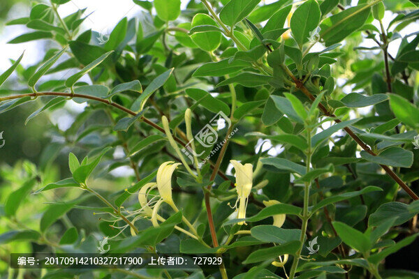 金銀花