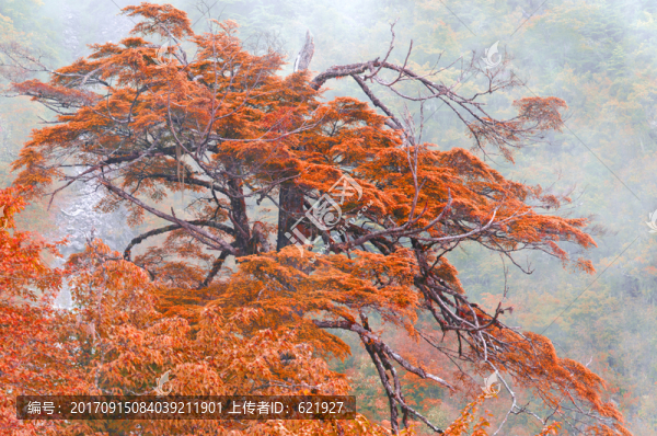 高山秋意