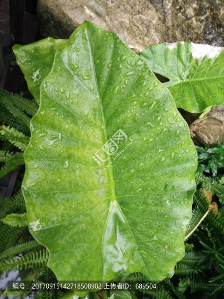 園林綠化