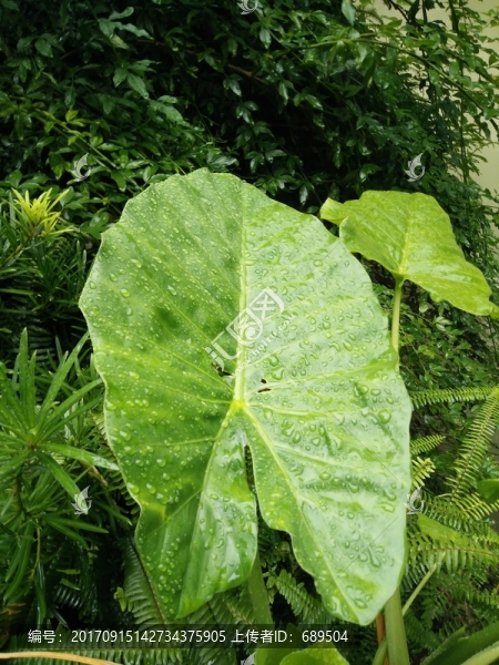 園林綠化