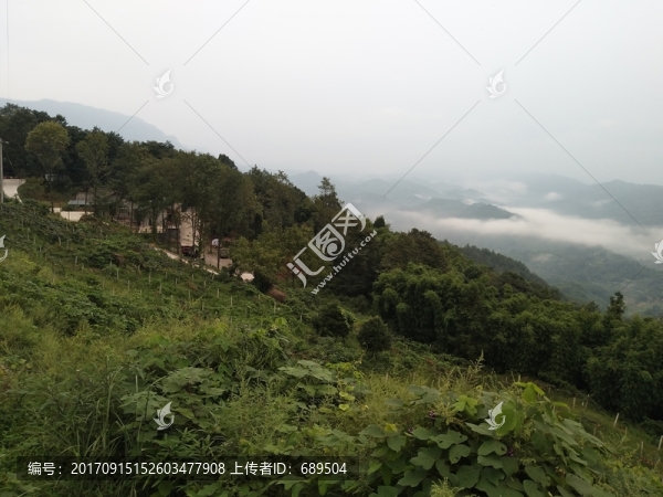 高山森林