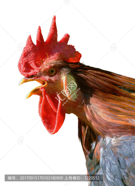 雞鳴