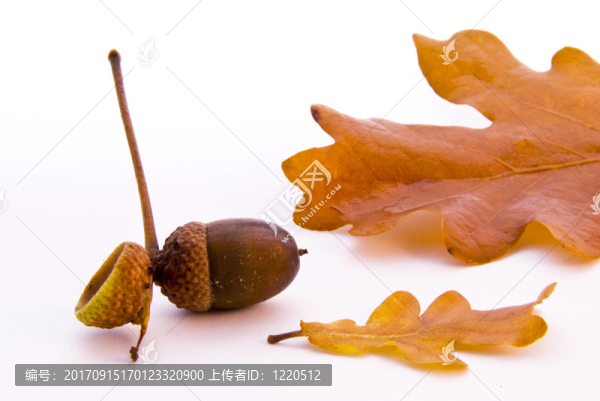 Herbst,081002,025