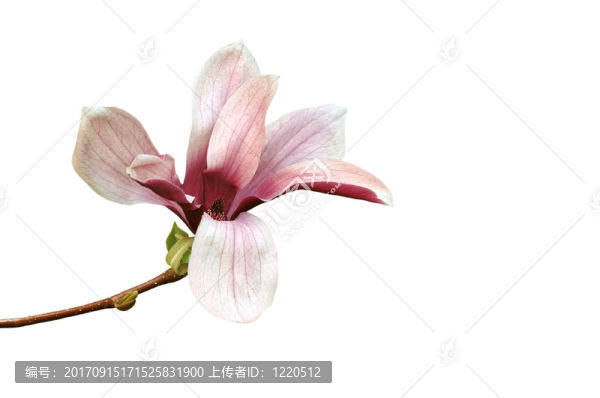 白底玉蘭