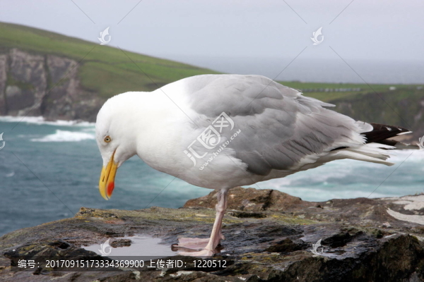站海鷗