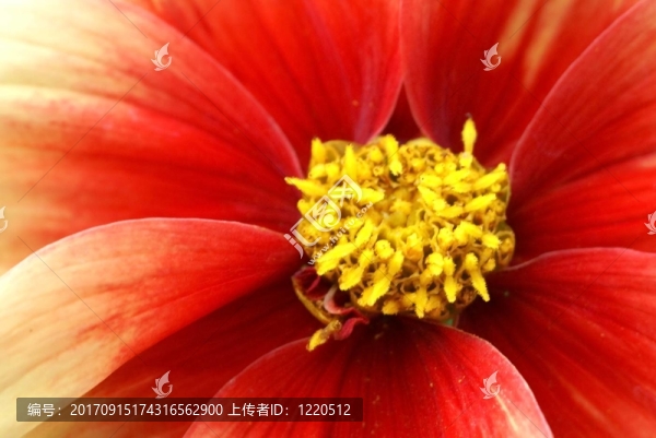 橙色