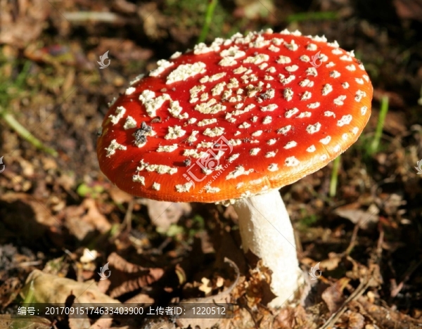 羊肚菌