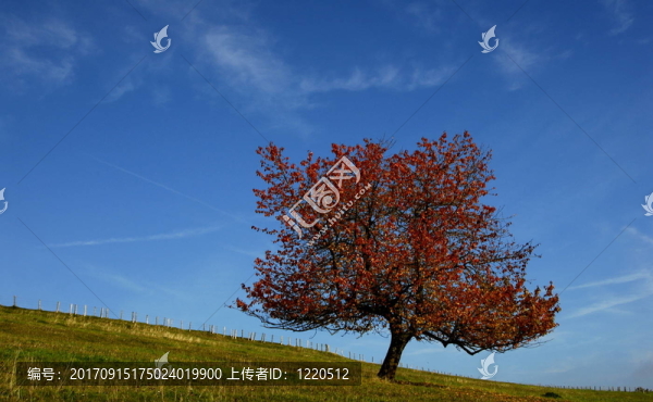 秋天的樹(shù)