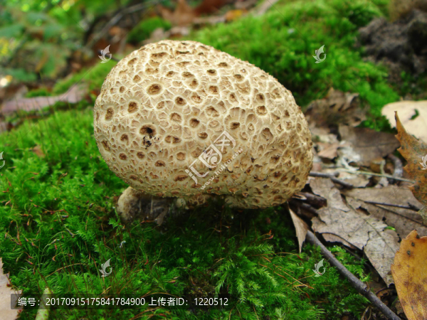 earthball