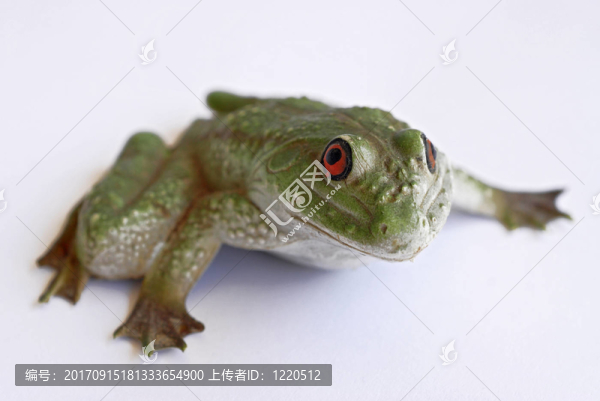 青蛙