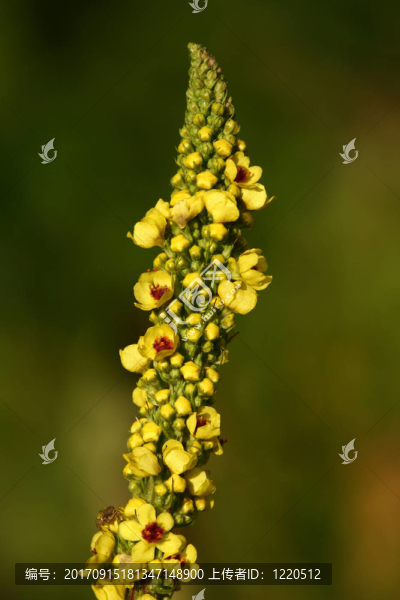 黑色的毛蕊花