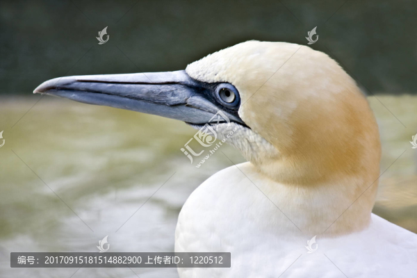 塘鵝