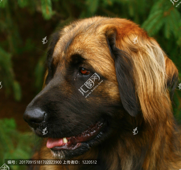 萊昂貝格犬