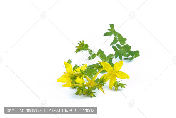 圣約翰草麥汁02
