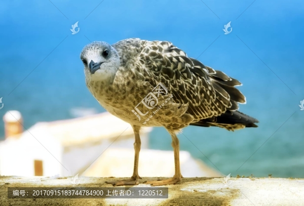 海鷗