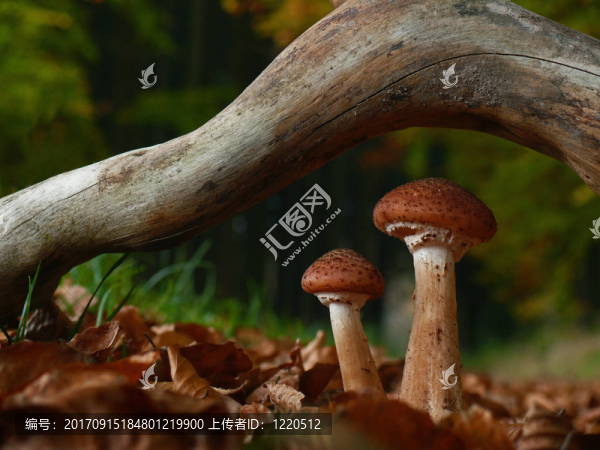 蜜環(huán)菌