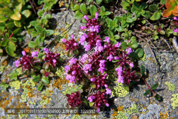 巖玫瑰生態(tài)酒店-匯圖網(wǎng) www.fosd68.com 巖玫瑰生態(tài)酒店