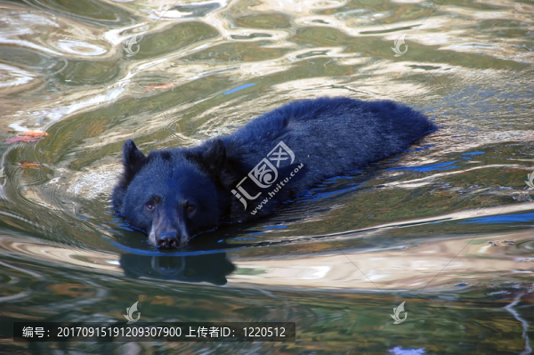 熊
