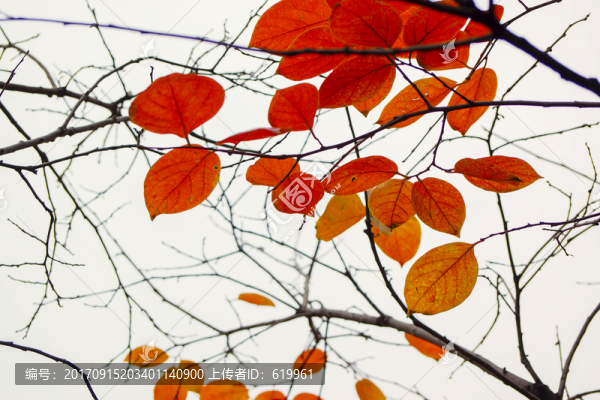 紅葉櫻花樹(shù)葉