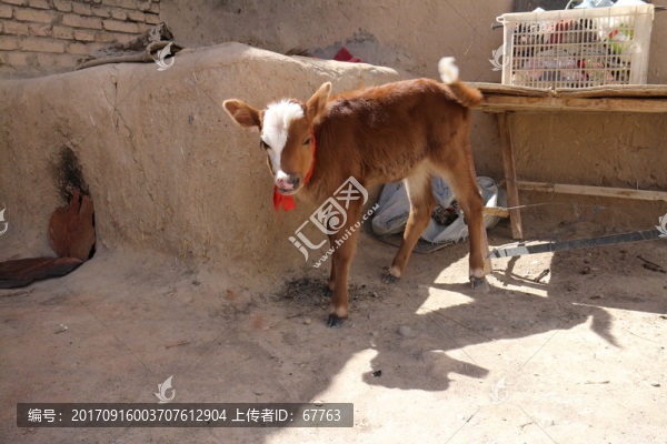 小牛犢