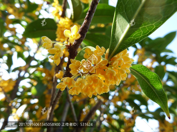 桂花
