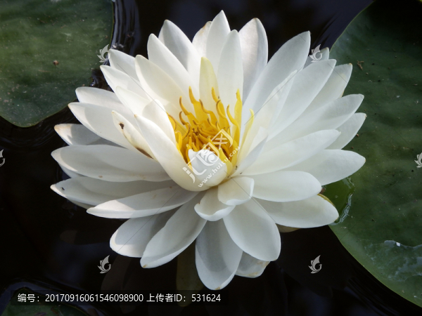 白睡蓮