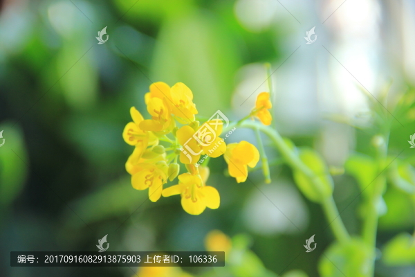 白菜花
