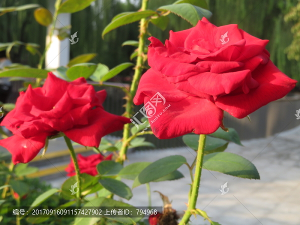 月季花
