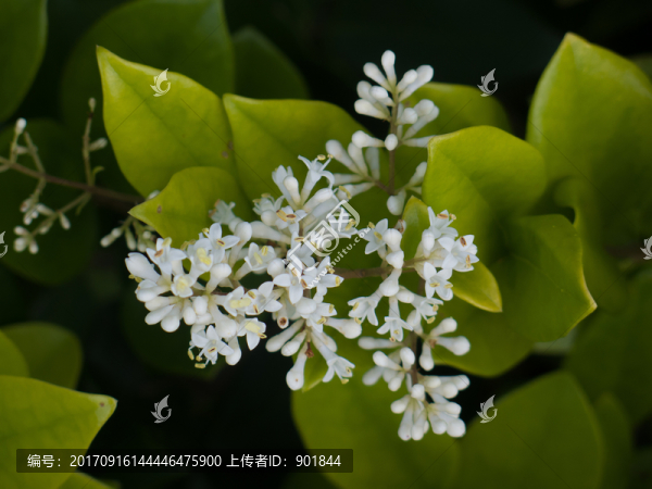 白色的小蠟花朵