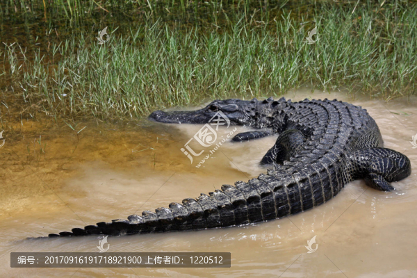 鱷魚
